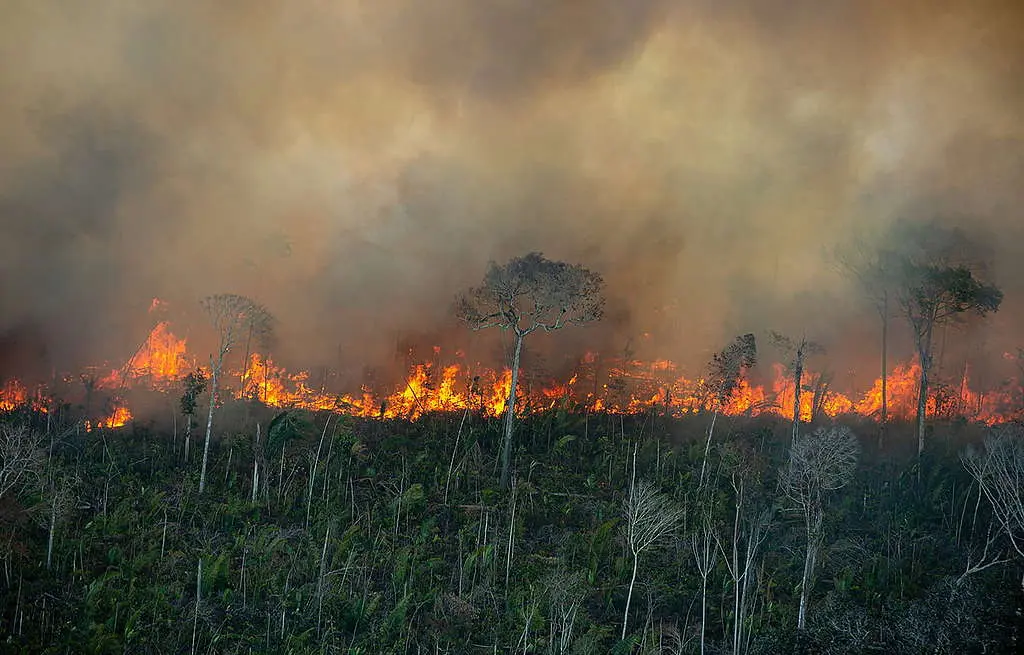 Foto de vegetação sendo queimada.