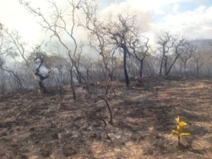 Imagens de queimada serra das areias.