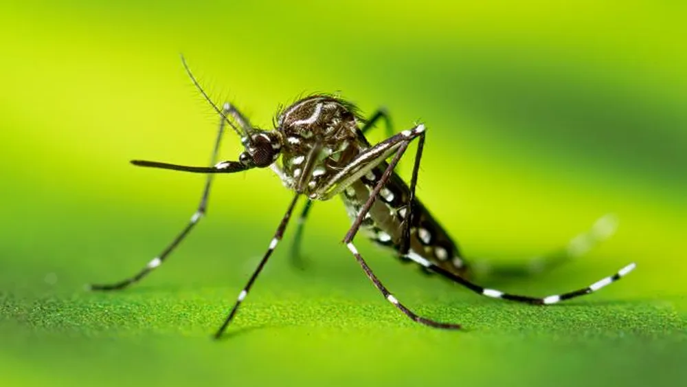 Foto do mosquito Aedes aegypti, com corpo preto e listras brancas, em destaque sobre fundo verde desfocado.